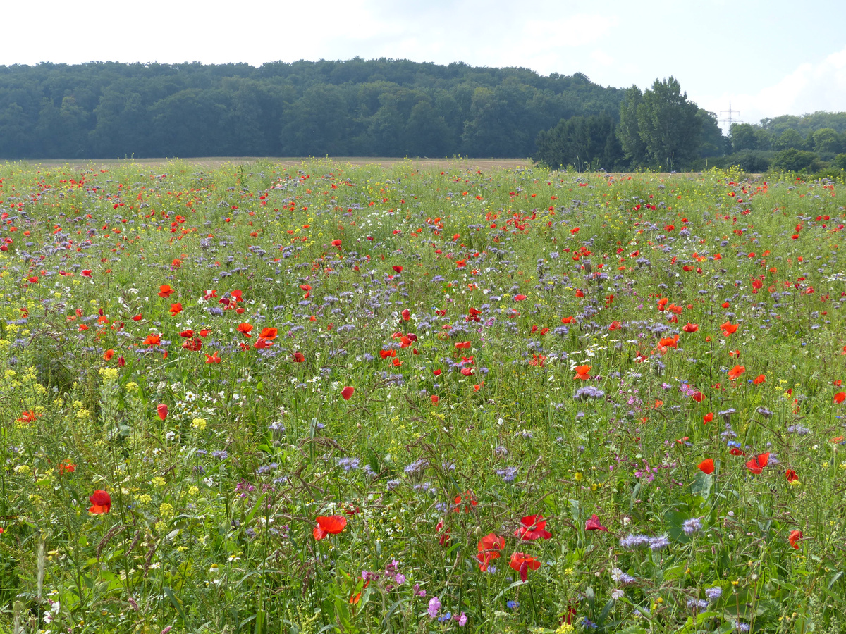 Blühstreifen D im ersten Jahr, Foto: Kreis WAF